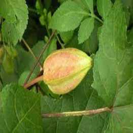 Lotakosturi Powder, (লতাকস্তুরী গুড়া) 100 Gram