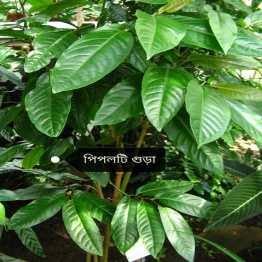 Pipulti Powder, (পিপলটি ছাল গুড়া), ১০০গ্রাম