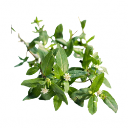Punarnava Powder (পুনর্নভা গুড়া) (১০০গ্রাম)