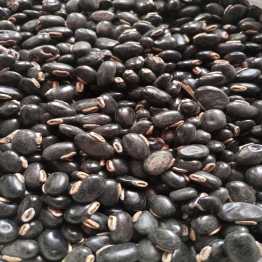 আলকুশি আস্ত বীজ, Alkushi Seeds, 250 Gram