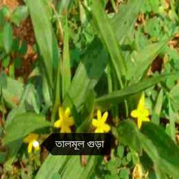 তালমূল গুড়া, Talmul Powder, 100 Gram
