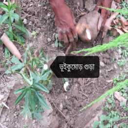 ভুঁইকুমড়া গুড়া, Bhui Kumra Powder, 100 Gram